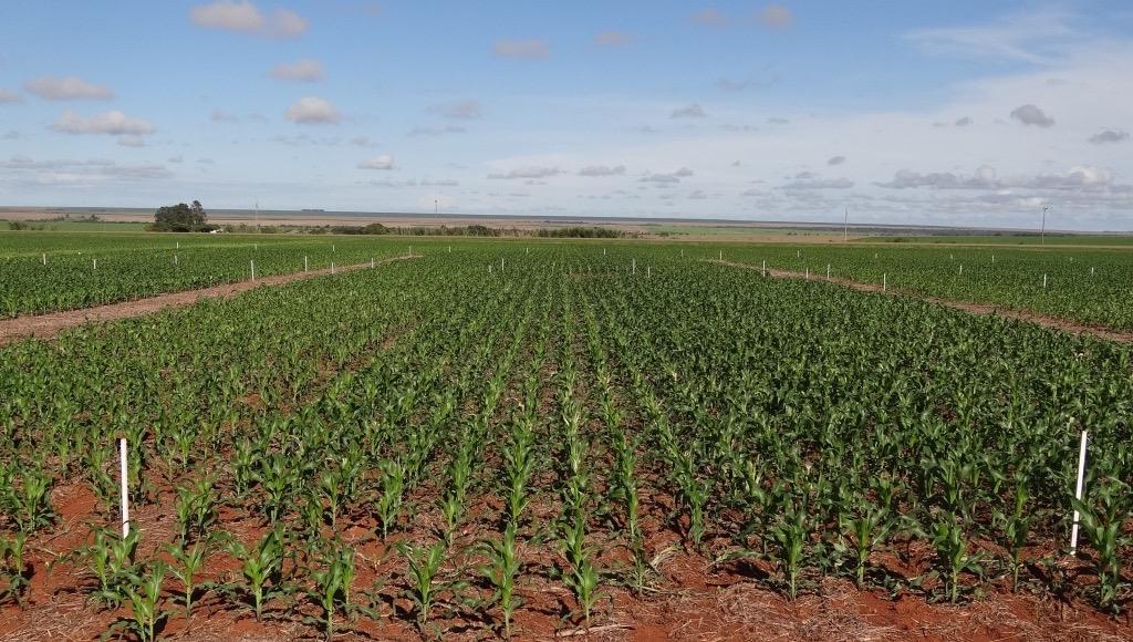 Manejo da adubação para o milho safrinha Nitrato de amônio a lanço sem P e S: N: 40 kg/ha K 2 O: 60 kg/ha 16.18.