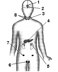 c) a insulina transforma o glicogênio em glicose, e o glucagon facilita a entrada de glicose nas células.