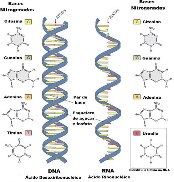 Estrutura do DNA e RNA Tanto o DNA quanto o RNA são ácidos nucleicos formados por: Bases