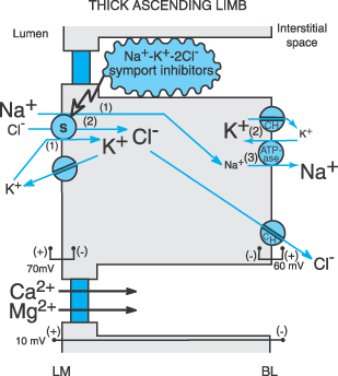 Figura 16. Mecanismo de ação dos diuréticos de ansa. S, simporte; CH, canal iónico. (adaptado de Jackson, 2010). 3.