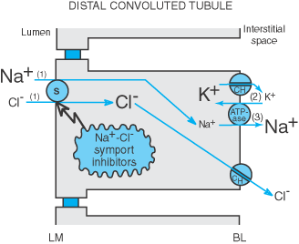 membrana basolateral é geradora de um gradiente eletroquímico para o Na +, esta energia resulta na ativação do cotransportador Na + -Cl - existente a nível da membrana luminal desta porção do