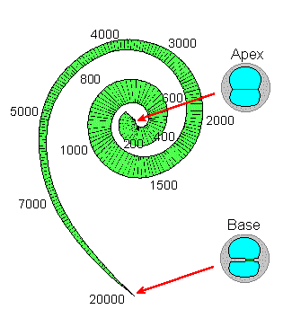 Cóclea A