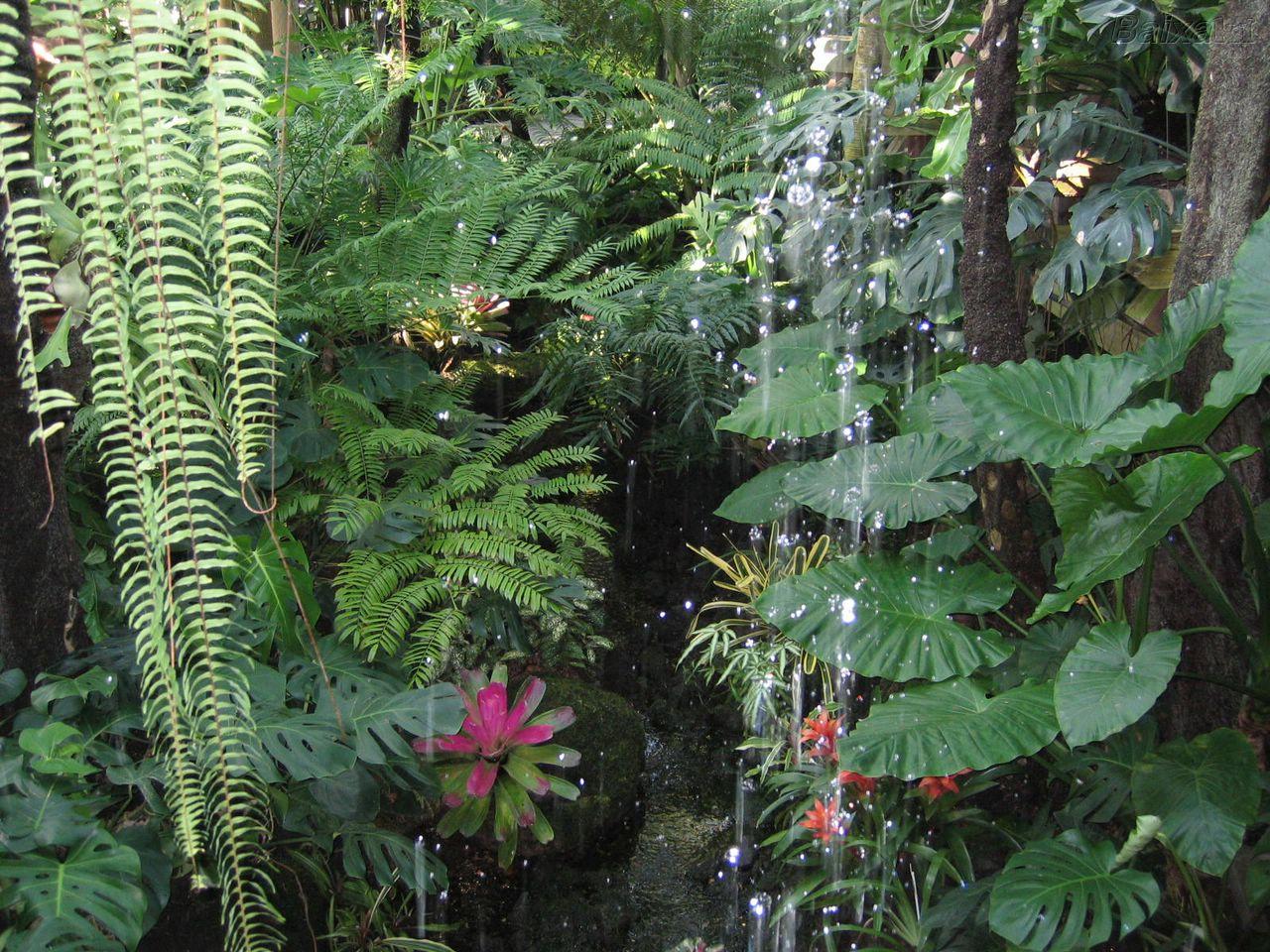 REINO PLANTAE ou METHAPHYTA Compreende as plantas que são seres eucariotos, autotróficos fotossintetizantes e pluricelulares.