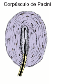 Terminações Encapsuladas Corpúsculo de Meissner Tato