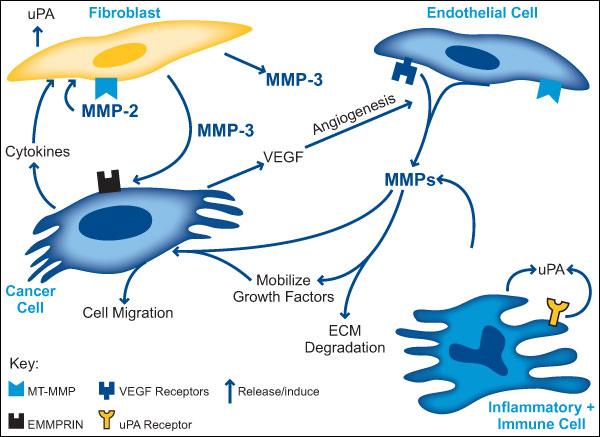 FIBROBLASTOS Promovem proliferação epitelial