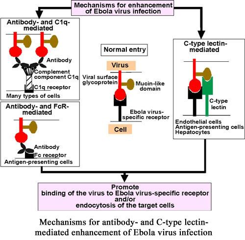 Infecciosidade