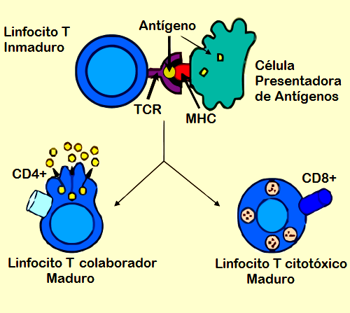 TCR: imunidade mediada por Não são secretados.