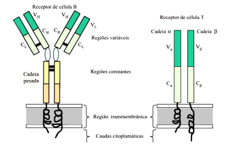 Receptores de