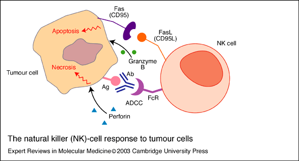 The natural killer (NK)-cell response to tumour