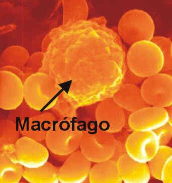 Macrófago Mononucleares, Granulócitos, Apresentadores de antígenos.