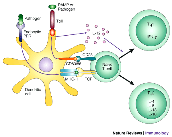 Conexão: inato e adaptativo Células apresentadoras de antígenos (APCs) Células