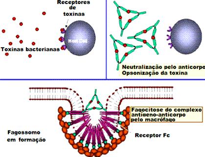 Neutralização