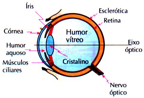 OLHO REDUZIDO Para simlificar o estudo do olho humano, utiliza-se um esquema denominado olho reduzido, constituído de uma lente de