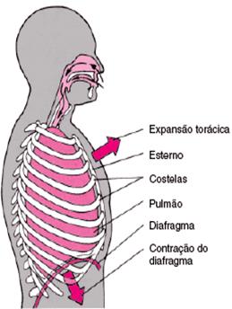 O fluxo de ar entre a atmosfera e os pulmões ocorre devido a diferença de pressão entre estes dois locais.