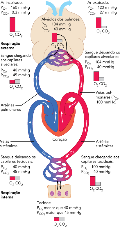 A troca de gases ocorre nos alvéolos devido as pressões parciais dos gases (N 2, O 2 e CO 2 ) entre a superfície alveolar e os capilares alveolares serem diferentes.