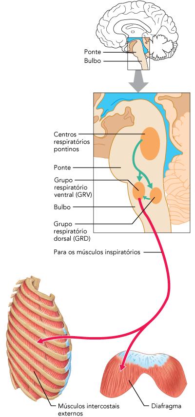 Influências neurais e químicas no centro respiratório.