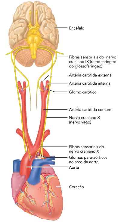 regulam a ventilação.