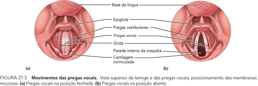 produzem som durante a fala e o canto (tensão