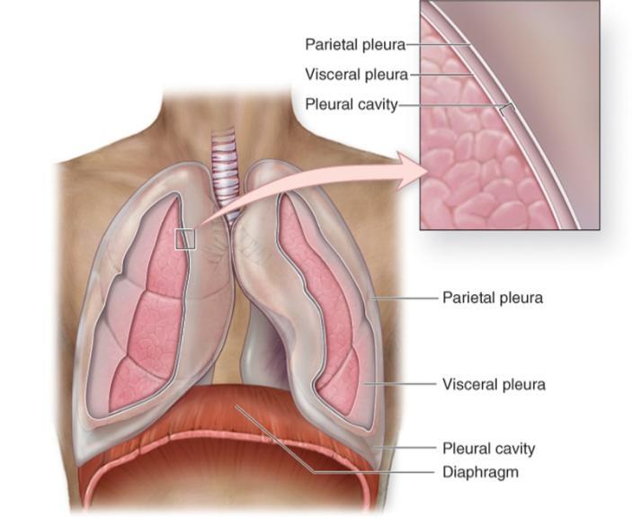 parietal e pleura visceral) envolve cada pulmão.