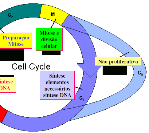 Ciclo Celular M Mitose ou Meiose Processos que ocorrem desde a formação de uma célula até sua própria divisão em células filhas; G0: Fase estacionária; Não proliferativa; Intérfase: G0