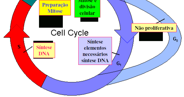 S: Replicaçãodo DNA (2n 4C) Ao