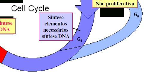 G1: (2n = 2C) G (Gap) =