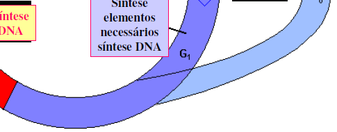 G1: (2n=2C) G (Gap) = Intervalo Síntese DNA (S) e M Síntese de proteínas que atuam na fase S; Ex: DNA polimerases,