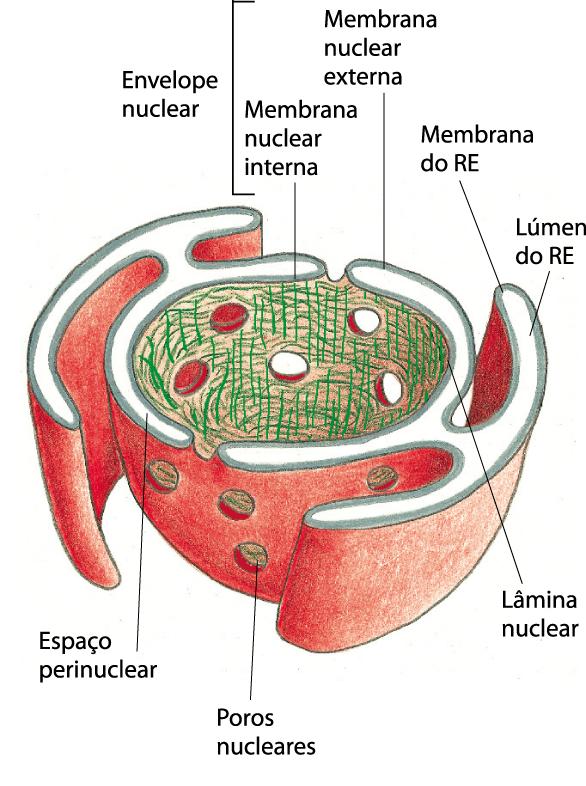 Transporte de moléculas entre o núcleo e o citosol Envelope nuclear: membrana interna (proteínas de ancoramento da cromatina e da lâmina nuclear), membrana externa (ribossomos na superfície) e espaço