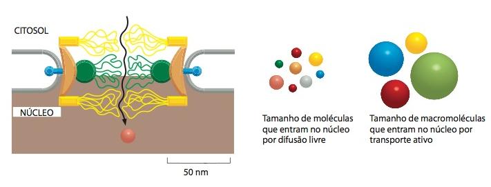 Os Complexos de poro nuclear perfuram o envelope nuclear