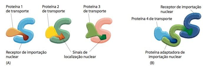 Os receptores de importação nuclear ligam-se tanto a sinais de localização nuclear como a proteínas NPC Receptores de importação nuclear são responsáveis pelo transporte de um grupo de proteínas que