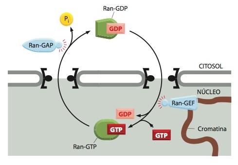 sistemas de importação e exportação; Ran pode estar ligada a duas outras proteínas reguladoras (GAP proteína ativadora de GTPase e GEF fator de troca de guanina); Ran-GAP está