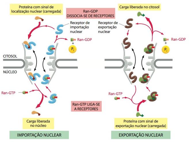 A GTPase Ran impõe a