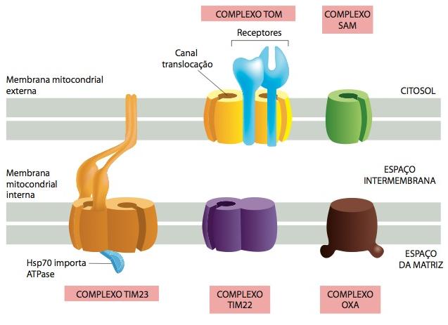 Transporte de proteínas para mitocôndrias e cloroplastos Complexo TOM: importação de proteínas para as mitocôndrias e inserção de proteínas transmembranas na membrana externa; Complexo SAM: auxilia