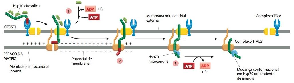 A hidrólise de ATP e um potencial de membrana dirigem a importação de proteínas para o espaço da matriz Energia para importação de proteínas percursoras hidrólise de ATP e potencial de membrana: 1.