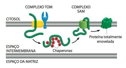 Bactérias e mitocôndrias usam mecanismos similares para inserir porinas em suas membranas externas O complexo TOM não