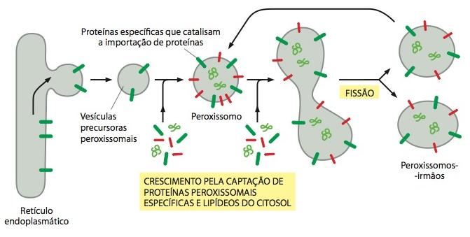 Peroxissomos Peroxissomos originam-se como vesículas precursoras do RE e a maioria das suas proteínas é importada a partir do citosol; Vesículas