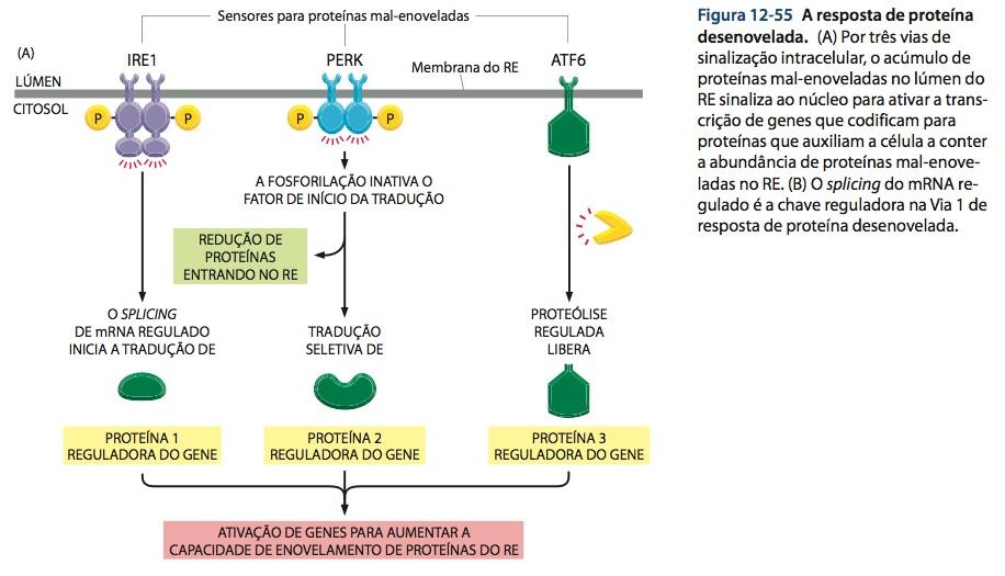 Retículo endoplasmático Acúmulo de proteínas desenoveladas no citosol e no RE desencadeia um resposta ao choque térmico