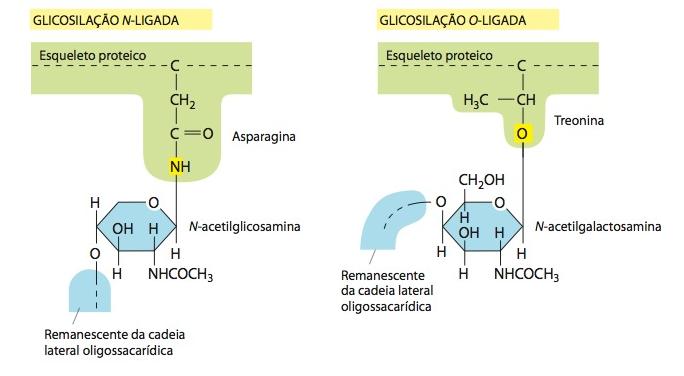 N-Glicosilação e