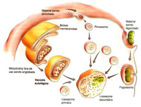 Células eucarióticas: 4. Lisossomos: Eukarya - Compartimentos envoltos por membrana; - Formados por ptns e lipídios transportados a partir do C.
