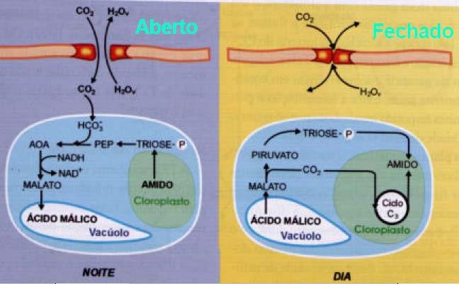 noturna de dióxido de carbono, pois seus estômatos