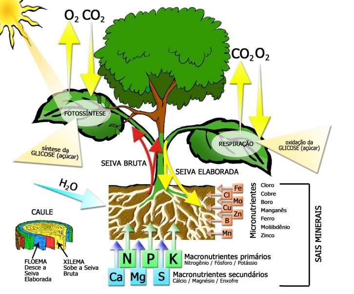 O crescimento dos vegetais