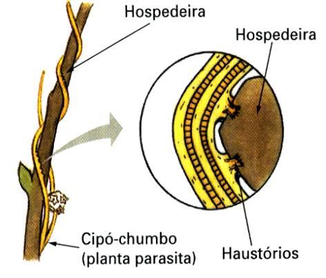 Raízes Aéreas e) Raiz Sugadora - Penetram até o floema, de onde suga a seiva