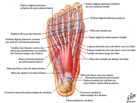 MÚSCULOS INTRÍNSECOS DO PÉ MÚSCULO DORSAL, CAMADAS SUPERFICIAL E SEGUNDA DO PÉ Falange proximal do hálux e Extensor curto dos Face superior do Extensão dos