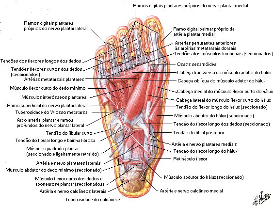 MÚSCULOS INTRÍNSECOS DO PÉ MÚSCULO DAS CAMADAS TERCEIRA E QUARTA DO PÉ Cubóide e cuneiformes Falange proximal Flexiona o hálux intermédio e lateral do hálux Art.