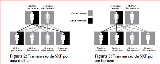 Uma mulher portadora tem uma probabilidade de 50% (1 em cada 2) de transmitir o cromossoma X com o gene normal ou o X com o gene alterado à sua descendência.