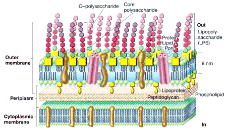 A membrana externa das bactérias Gram negativas contém proteínas (OMP), que formam canais por onde penetram diversas substâncias.