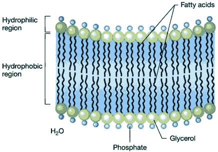 Membrana Citoplasmática Aproximadamente 10 nm e separa a parede celular do citoplasma.