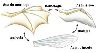 ESTRUTURAS ANÁLOGAS refere-se à semelhança morfológica entre estruturas, em