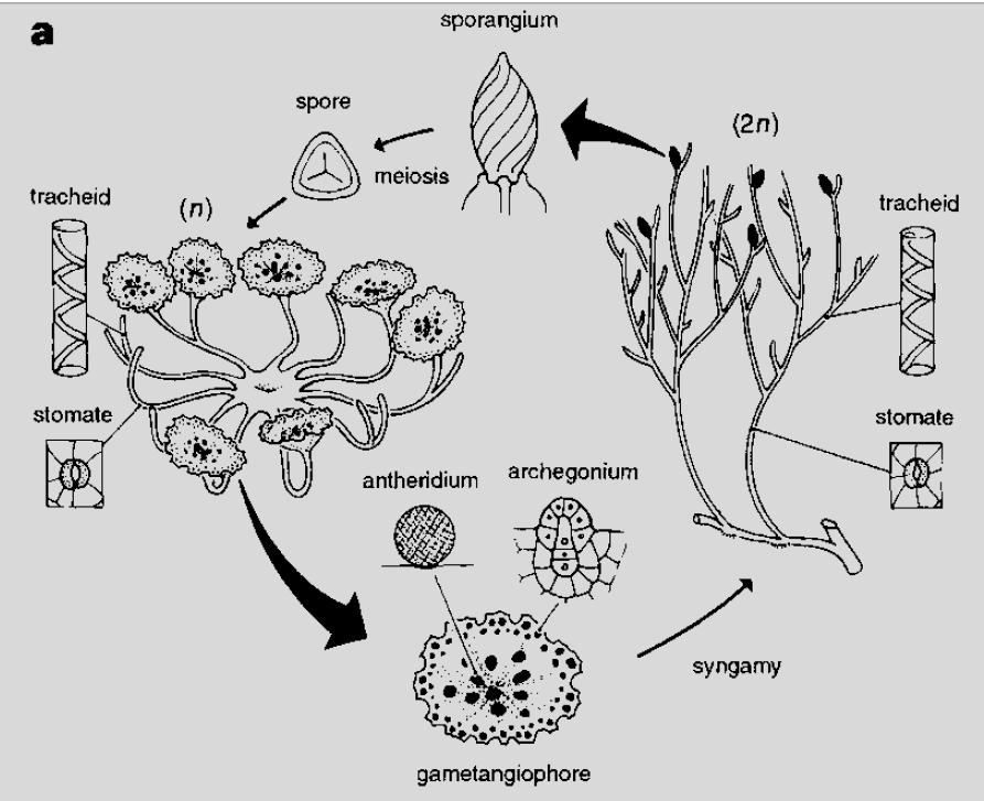 Ciclo de vida de Rhyniophyta gametófito alternância de