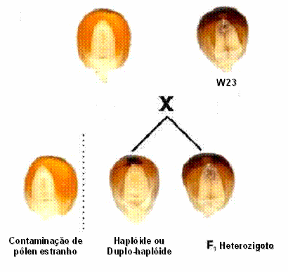 Identificação